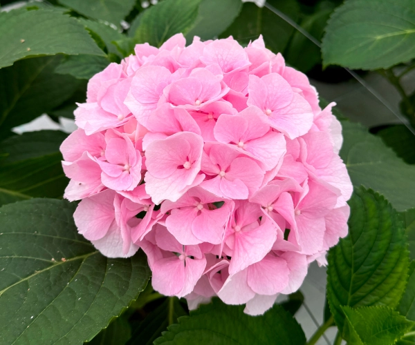 Jak Doglyadaty Za Sadovoju Gortenzijeju Navesni