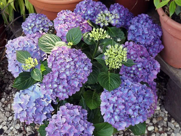Hydrangea1